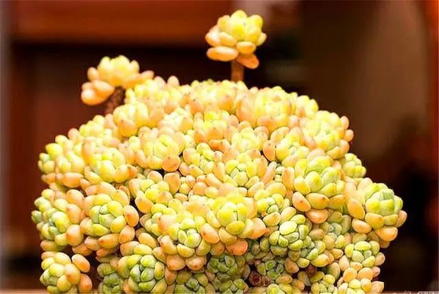 帶香氣的多肉品種_多肉植物那種帶香味_香氣品種多肉帶香味