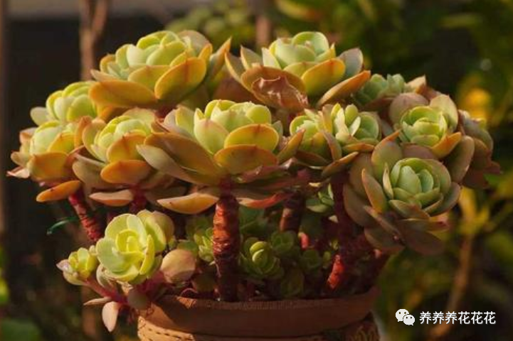 養多肉就養這8種，皮實又好養，短時間就能