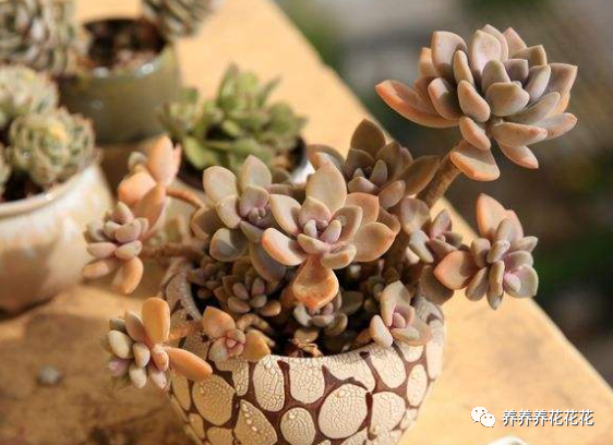 玉墜多肉含義是什么_玉墜多肉植物怎么養_多肉玉墜介紹