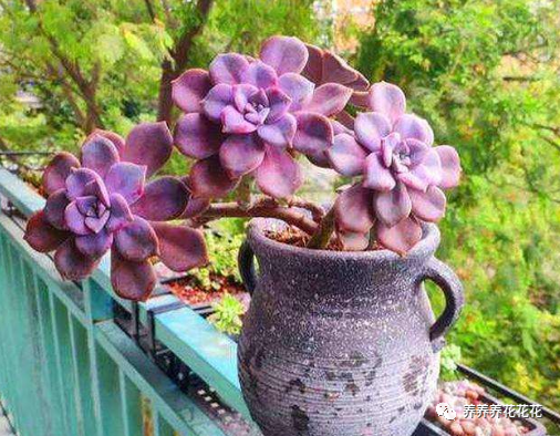 玉墜多肉植物怎么養_玉墜多肉含義是什么_多肉玉墜介紹