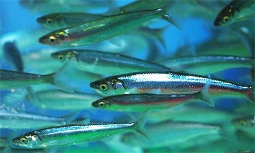 觀賞便宜魚有哪些_觀賞便宜魚有哪幾種_便宜的觀賞魚有哪些