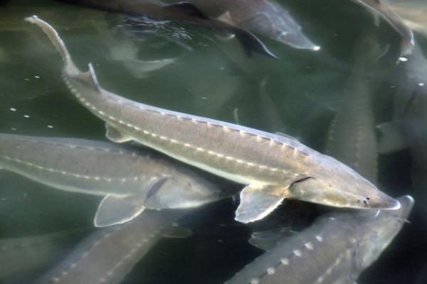 便宜的觀賞魚有哪些_觀賞便宜魚有哪幾種_觀賞便宜魚有哪些