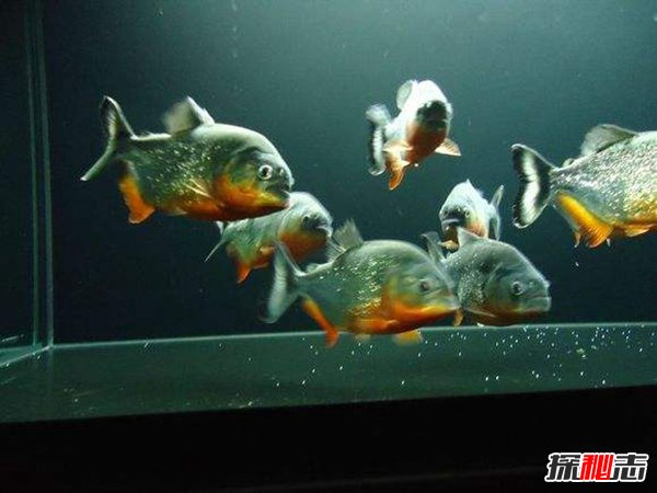 常見的冷水魚有哪些？十大好看又好養的冷水