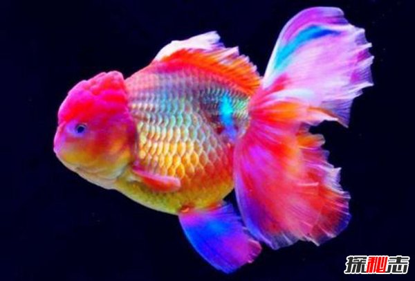 冷水觀賞魚大型有哪些_冷水大型觀賞魚有哪些_常見冷水觀賞魚魚