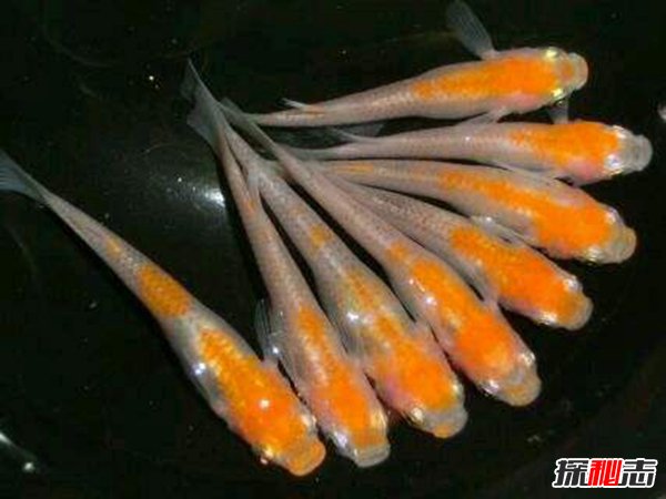 冷水觀賞魚大型有哪些_冷水大型觀賞魚有哪些_常見冷水觀賞魚魚