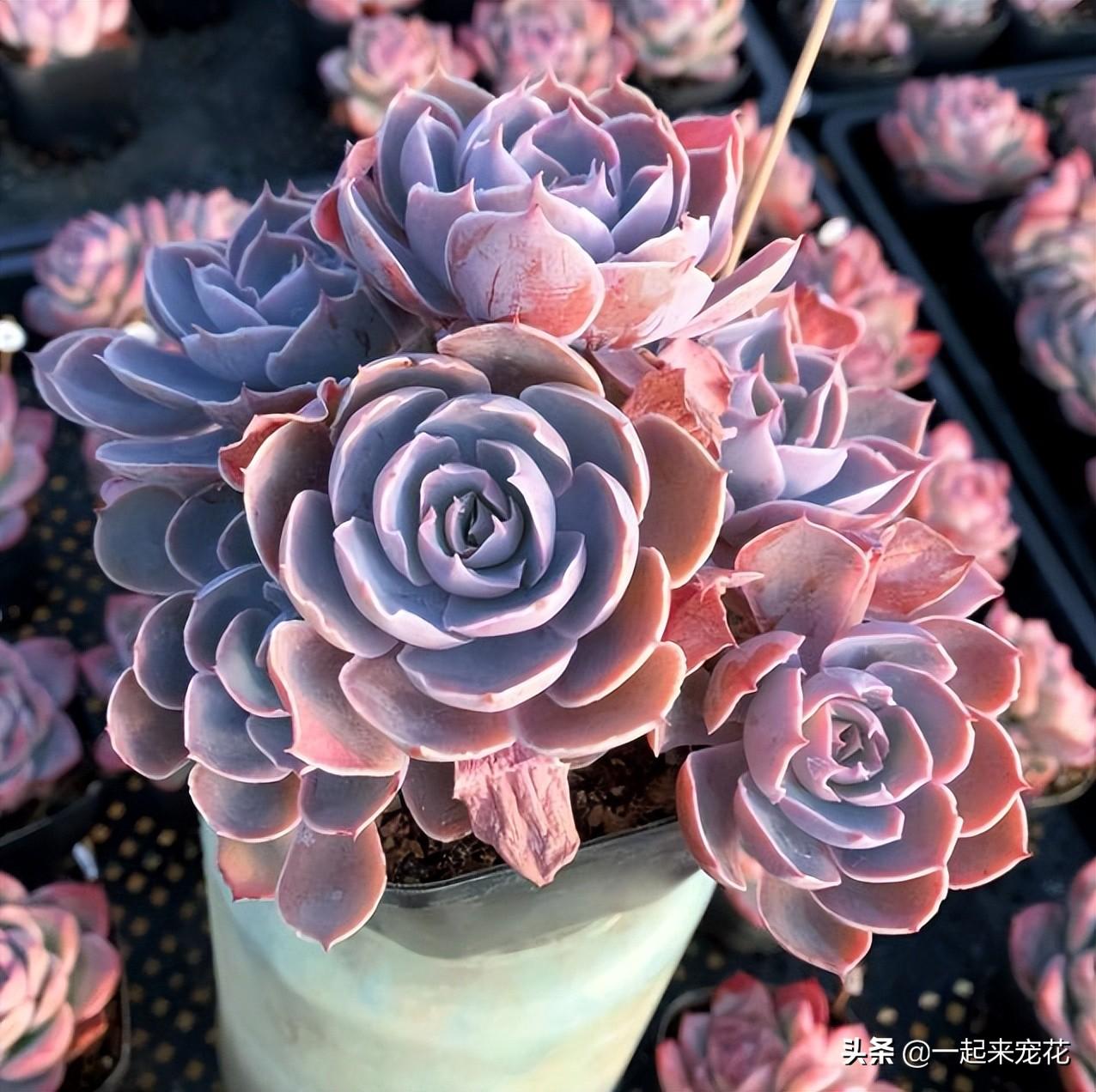 10款新手也能養的多肉，顏值高愛爆崽，度