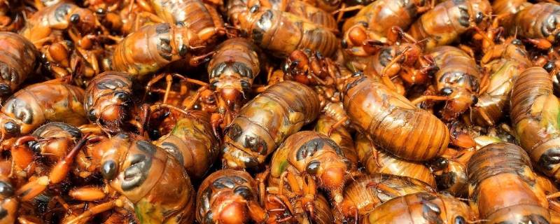 類似巨蟲尸巫的小說