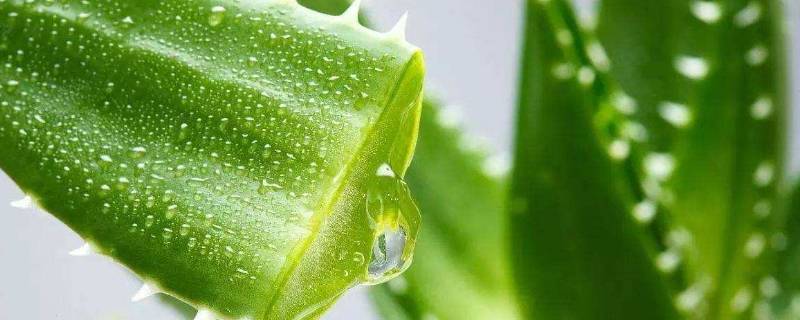 養觀賞魚的小說_主角養觀賞魚發家的小說_養魚的小說