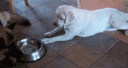 喂養幼犬拉布拉多方法圖片_幼犬拉布拉多怎么訓練拉屎_拉布拉多幼犬怎么喂養方法