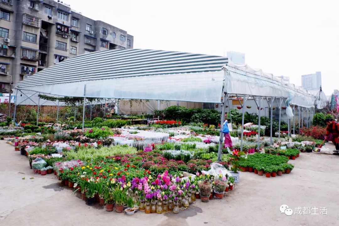 八尺鏡多肉_八尺鏡多肉_八尺鏡多肉