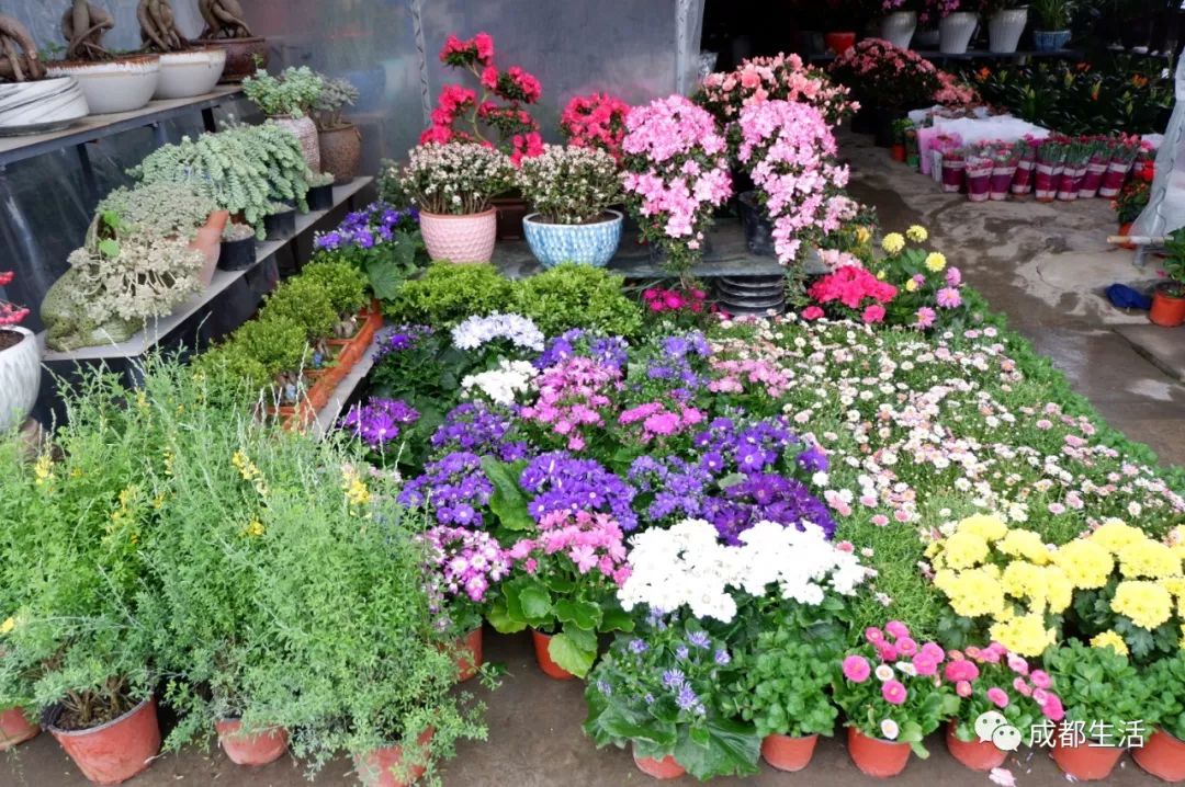 八尺鏡多肉_八尺鏡多肉_八尺鏡多肉