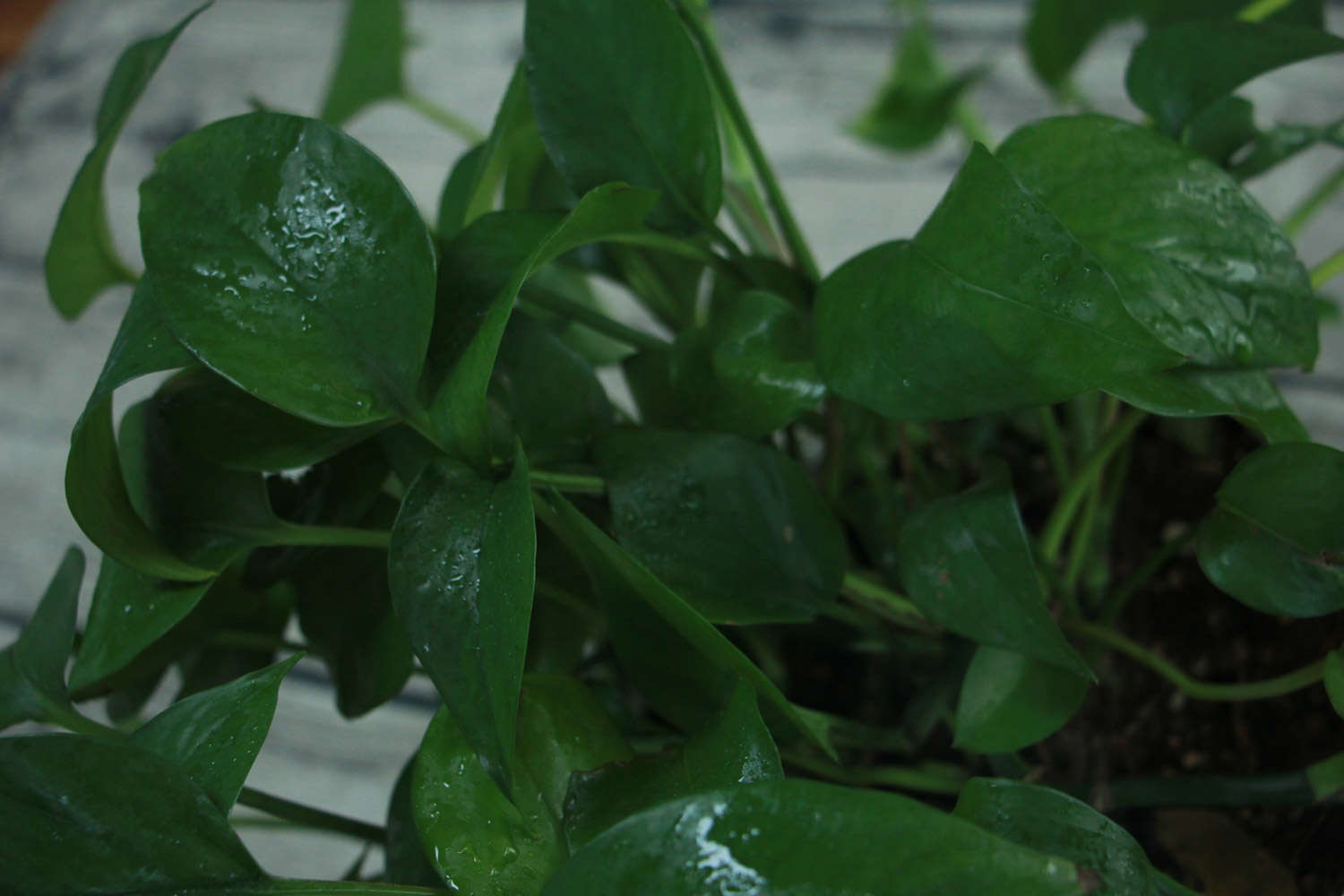 多肉怎么插葉片_多肉葉插葉片朝上還是朝下_多肉葉插的好處