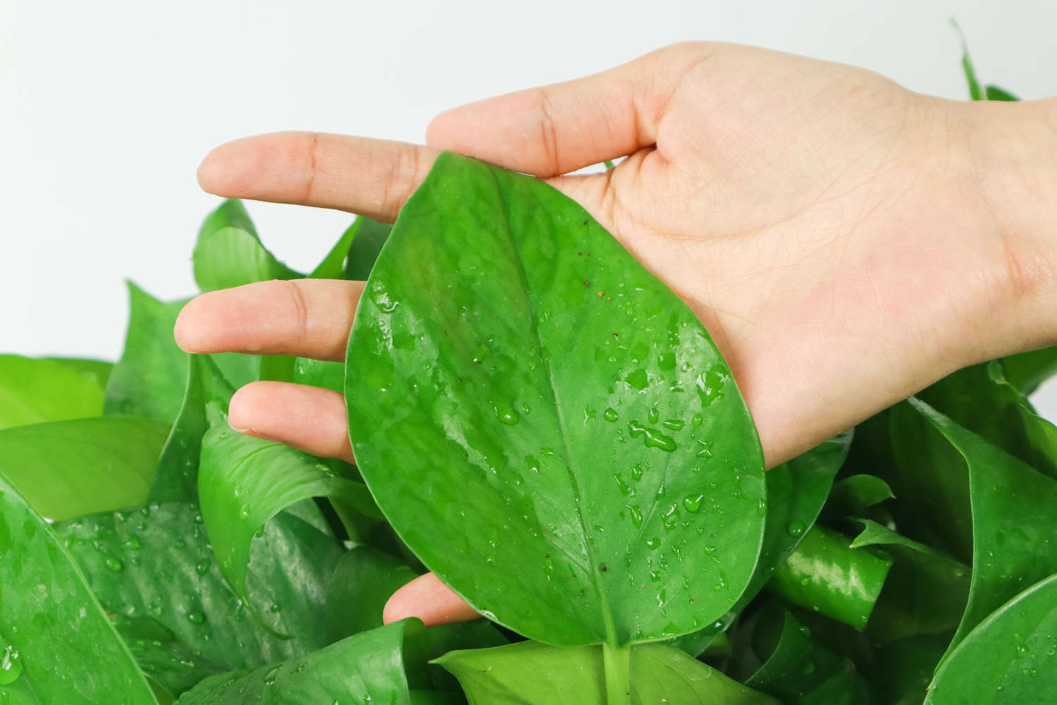 多肉葉插葉片朝上還是朝下_多肉葉插的好處_多肉怎么插葉片