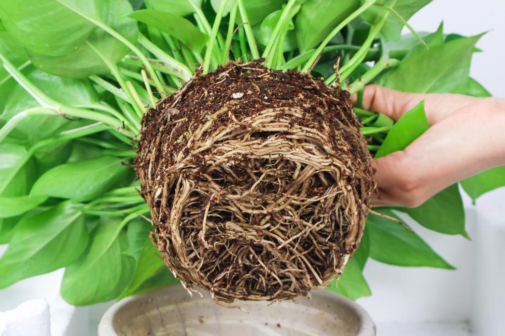 多肉葉插葉片朝上還是朝下_多肉怎么插葉片_多肉葉插的好處