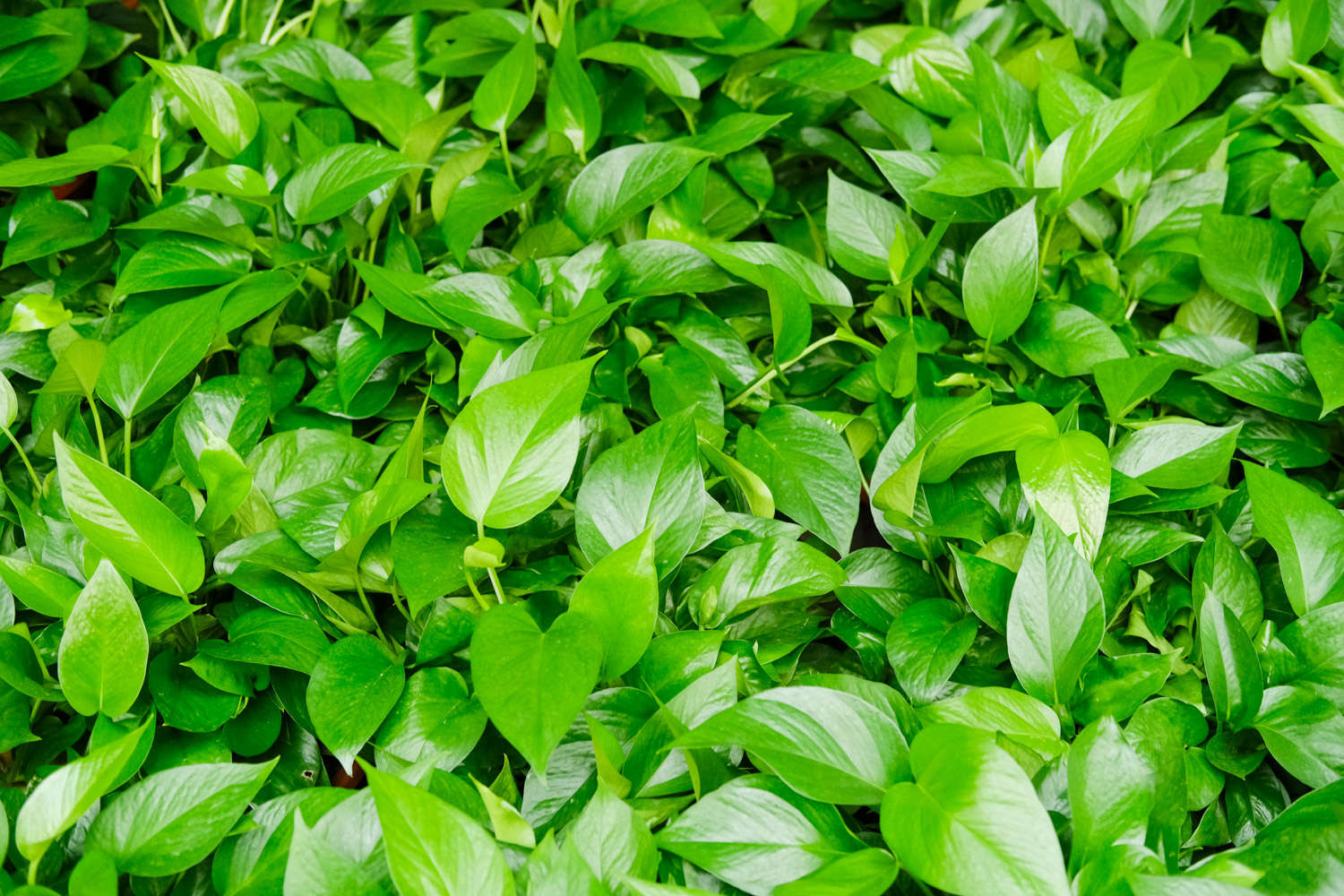 多肉怎么插葉片_多肉葉插葉片朝上還是朝下_多肉葉插的好處