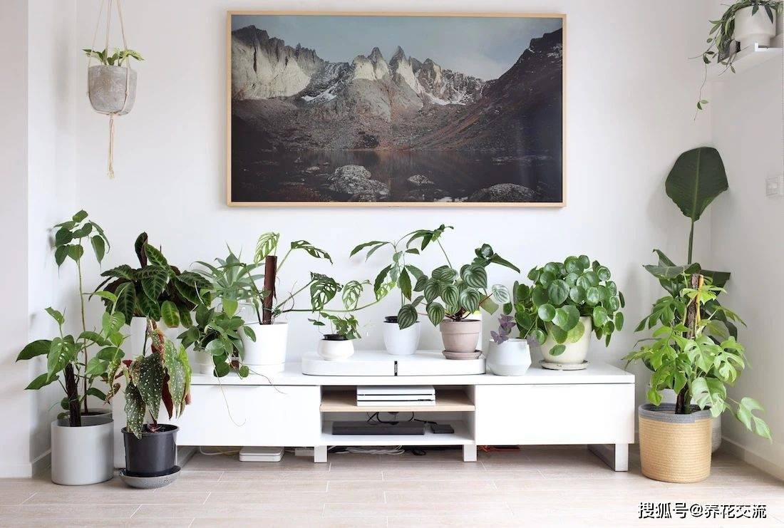 多肉養(yǎng)陽臺里面能養(yǎng)好嗎_陽臺養(yǎng)多肉風水好嗎_陽臺養(yǎng)多肉會運氣不好嗎