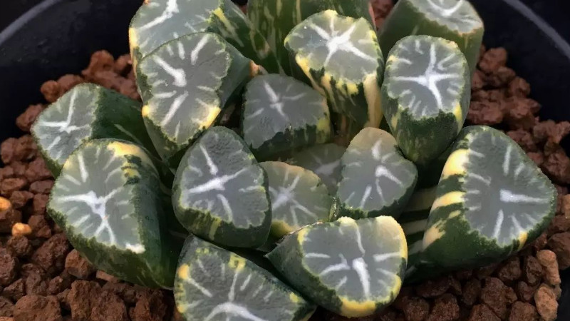 萬象多肉價格及圖片_多肉 萬象_萬象多肉植物