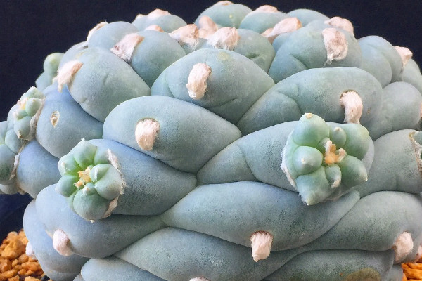 多肉 萬象_萬象多肉植物_萬象多肉價格及圖片