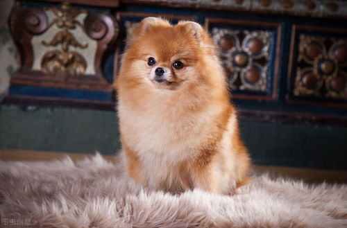 月經期狗狗會懷孕嗎_狗有月經的時候怎么辦_狗有月經期嗎