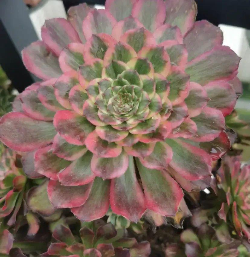 多肉法師，總是養(yǎng)不活？水太多了，分清季節(jié)