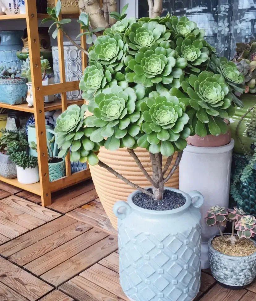 法師多肉養護視頻_法師多肉如何養護_法師多肉養護技巧