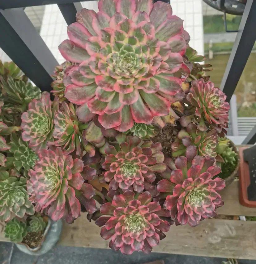 法師多肉養護技巧_法師多肉如何養護_法師多肉養護視頻