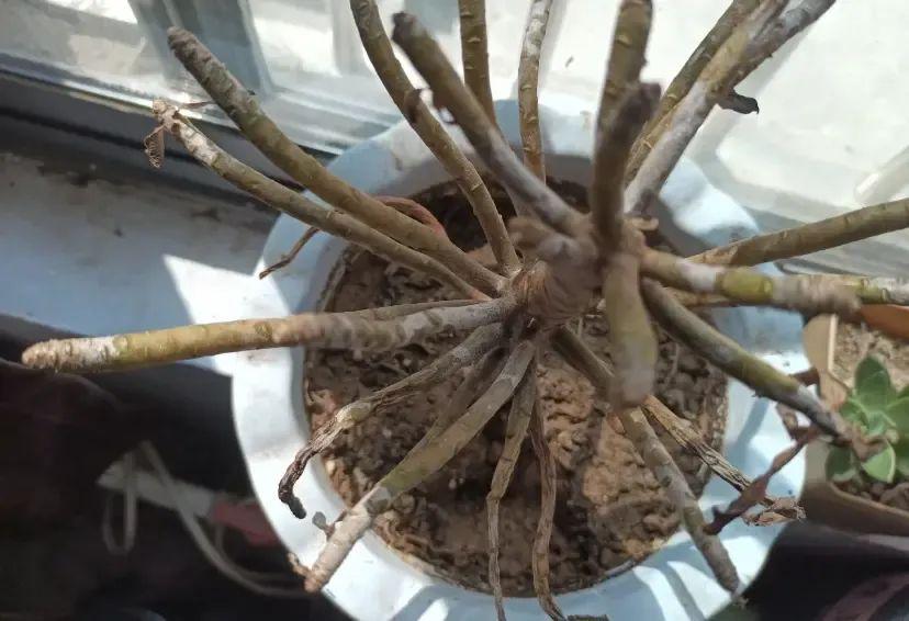 法師多肉養護技巧_法師多肉如何養護_法師多肉養護視頻