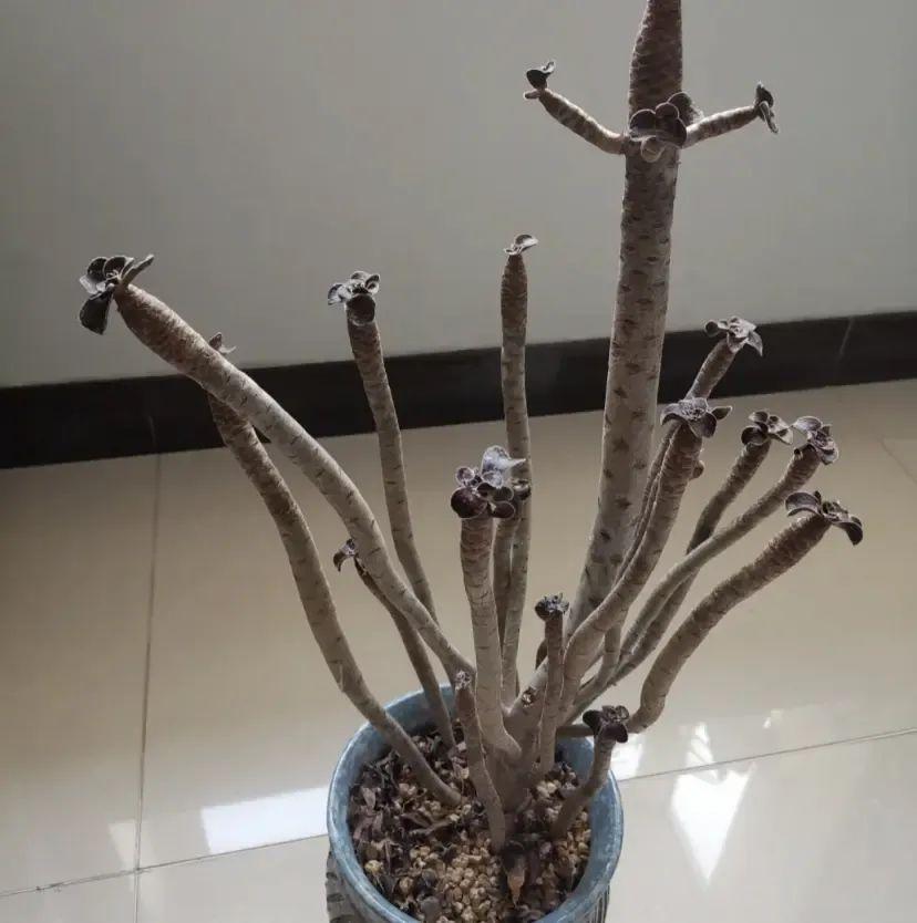 法師多肉養護技巧_法師多肉如何養護_法師多肉養護視頻