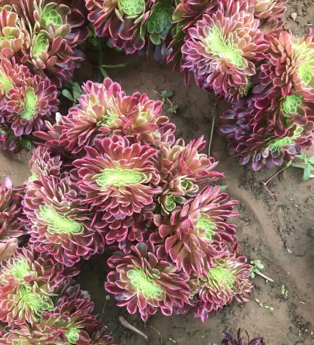 法師多肉養護技巧_法師多肉如何養護_法師多肉養護視頻