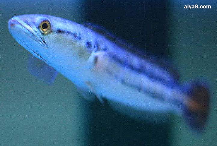 巨型觀賞魚_巨型觀賞魚有哪些品種_巨型觀賞魚有哪些