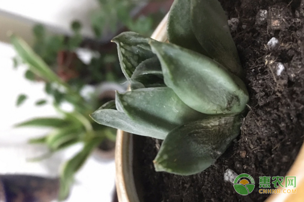 多肉癟了怎么辦怎么救_多肉干癟_多肉癟了怎么辦