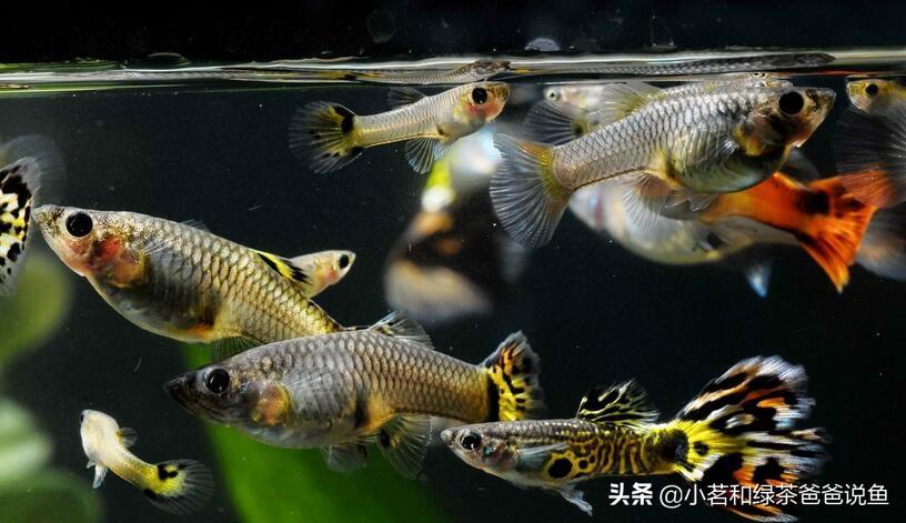 最好養(yǎng)的淡水觀賞魚_淡水養(yǎng)殖觀賞魚_觀賞淡水養(yǎng)魚好養(yǎng)嗎