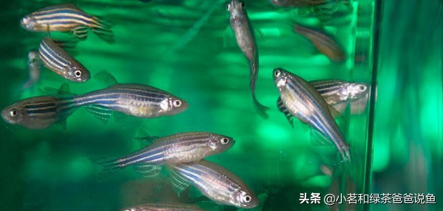 淡水養(yǎng)殖觀賞魚_觀賞淡水養(yǎng)魚好養(yǎng)嗎_最好養(yǎng)的淡水觀賞魚