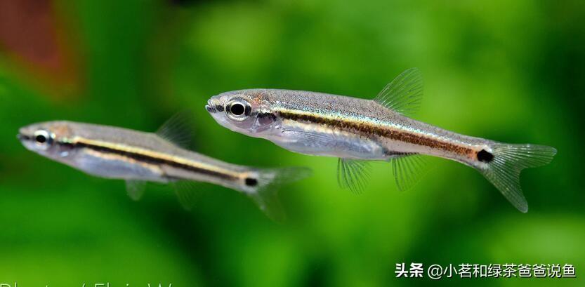 淡水養(yǎng)殖觀賞魚_觀賞淡水養(yǎng)魚好養(yǎng)嗎_最好養(yǎng)的淡水觀賞魚