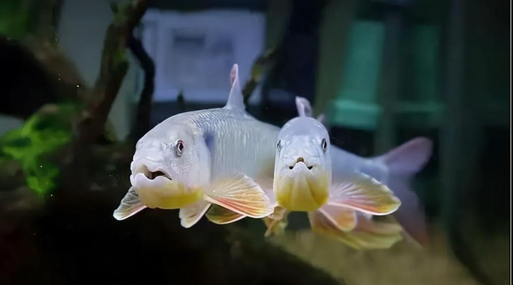 觀賞魚水霉病怎么治_觀賞治魚水霉病的藥物_觀賞治魚水霉病用什么藥