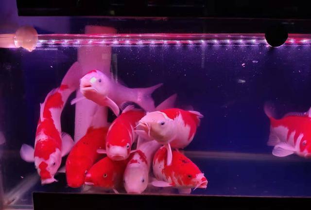 觀賞魚鹽_觀賞魚鹽一粒多少克_食鹽魚