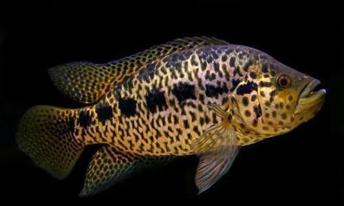 觀賞魚鹽一粒多少克_觀賞魚鹽_食鹽魚