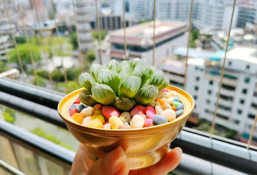 蘇州一女生，因“用碗養多肉”而走紅，網友：