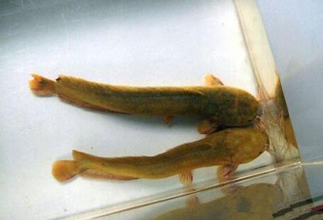 適合家養(yǎng)的冷水觀賞魚