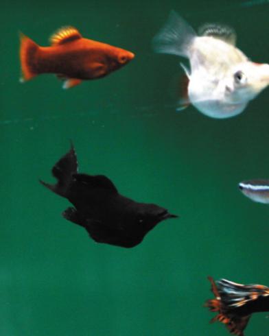 冷水食肉觀賞魚_冷水觀賞食肉魚好看的魚有哪些_冷水觀賞食肉魚有哪些