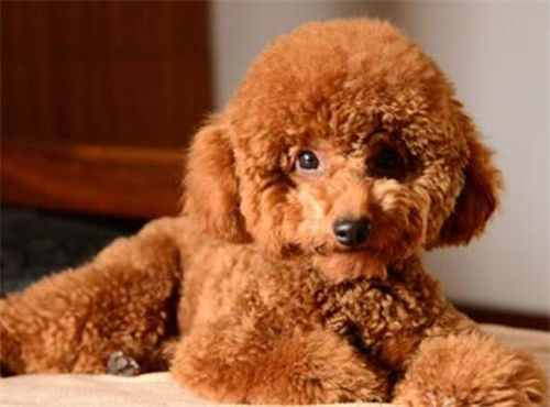 狗的品種資料(狗的種類大全)