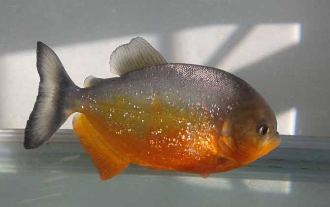 什么觀賞魚最值錢 世界十大食人魚排行榜