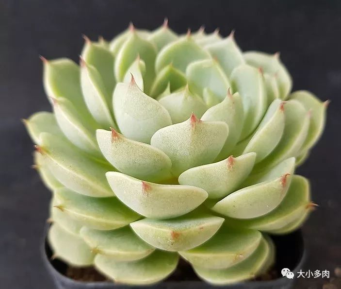 多肉大和錦和小和錦的區(qū)別_大河錦多肉_多肉大和錦能長多大