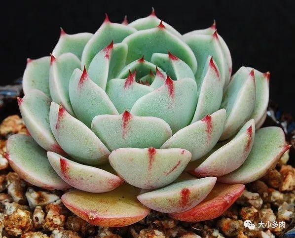 多肉大和錦能長多大_大河錦多肉_多肉大和錦和小和錦的區(qū)別