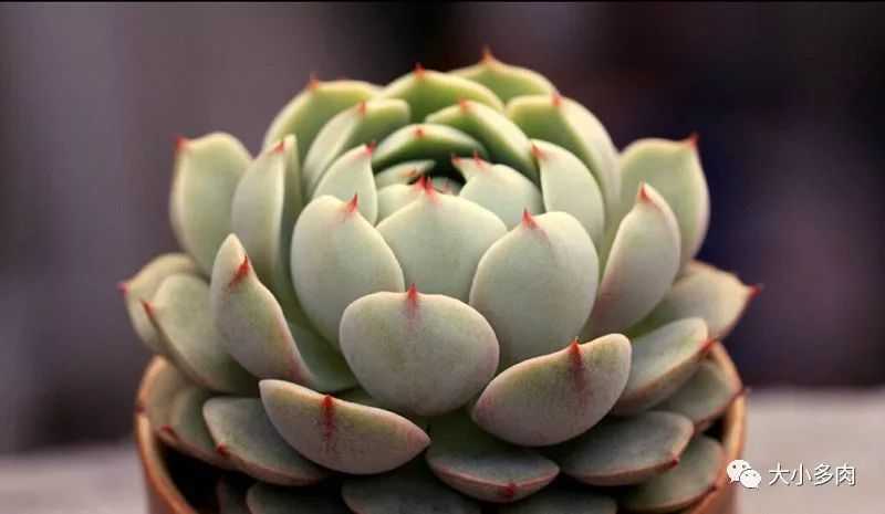多肉大和錦和小和錦的區(qū)別_多肉大和錦能長多大_大河錦多肉