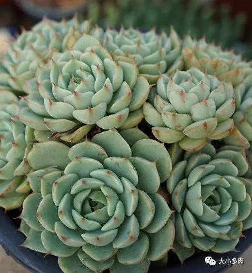 大河錦多肉_多肉大和錦和小和錦的區(qū)別_多肉大和錦能長多大