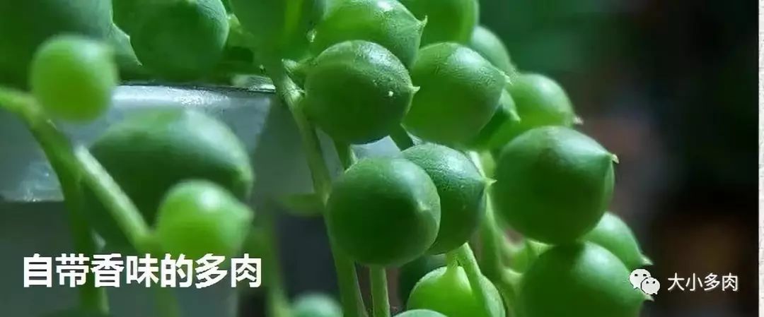 多肉大和錦和小和錦的區(qū)別_大河錦多肉_多肉大和錦能長多大