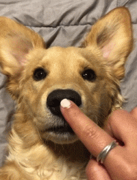 狗鼻子不濕是生病的前兆？不知道的不配鏟屎