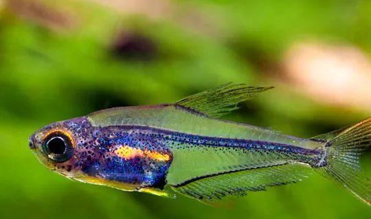 小型觀賞魚愛成群游的_會(huì)群游的觀賞魚_成群觀賞魚