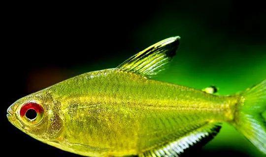 成群觀賞魚_會(huì)群游的觀賞魚_小型觀賞魚愛成群游的